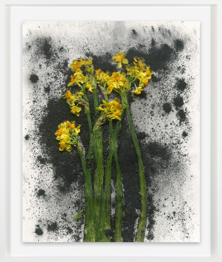 Color photograph of a bunch of daffodils smashed against black pigment on a white background framed in white