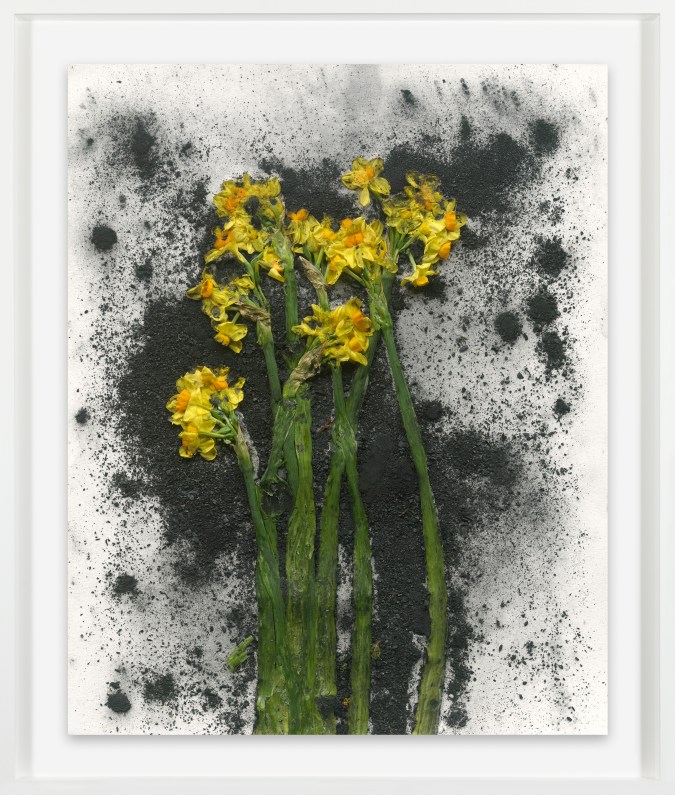 Color photograph of a bunch of daffodils smashed against black pigment on a white background framed in white