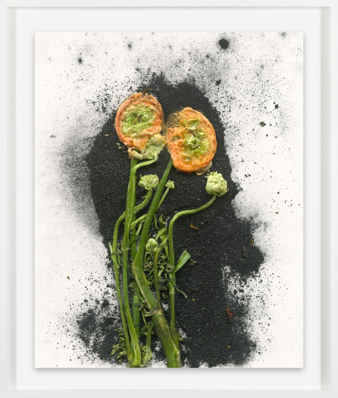 Color photograph of two light orange ranunculus smashed against ash on a white background framed in white