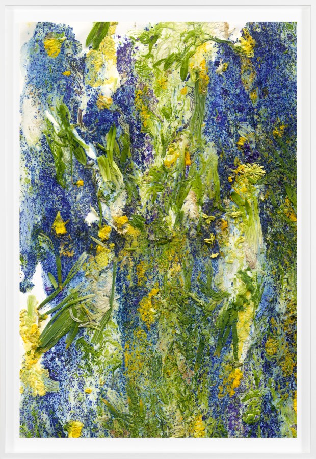 Color photograph of various yellow, blue, and purple flowers smashed against a white background framed in white