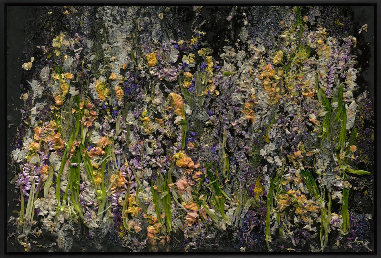 Color photograph of smashed flowers against a black background framed in black
