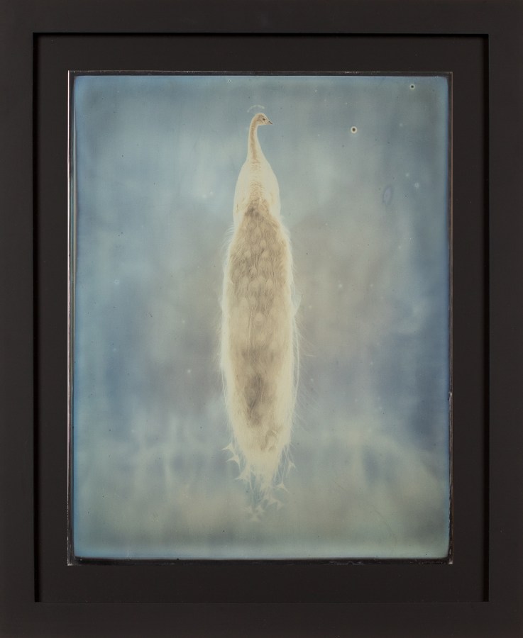 Color image of a daguerreotype depicting a peacocks silhouette in blue, yellow, and greenish tones framed in black