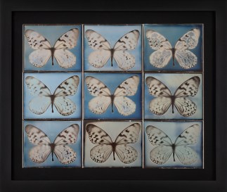Color image of nine daguerreotypes in a grid of three by three depicting butterflies framed in black