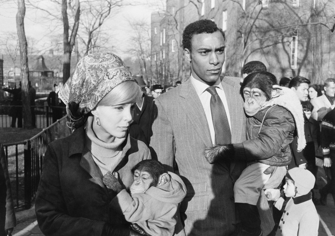 Black-and-white photograph of a man and a woman each holding a chimpanzee wearing a jacket