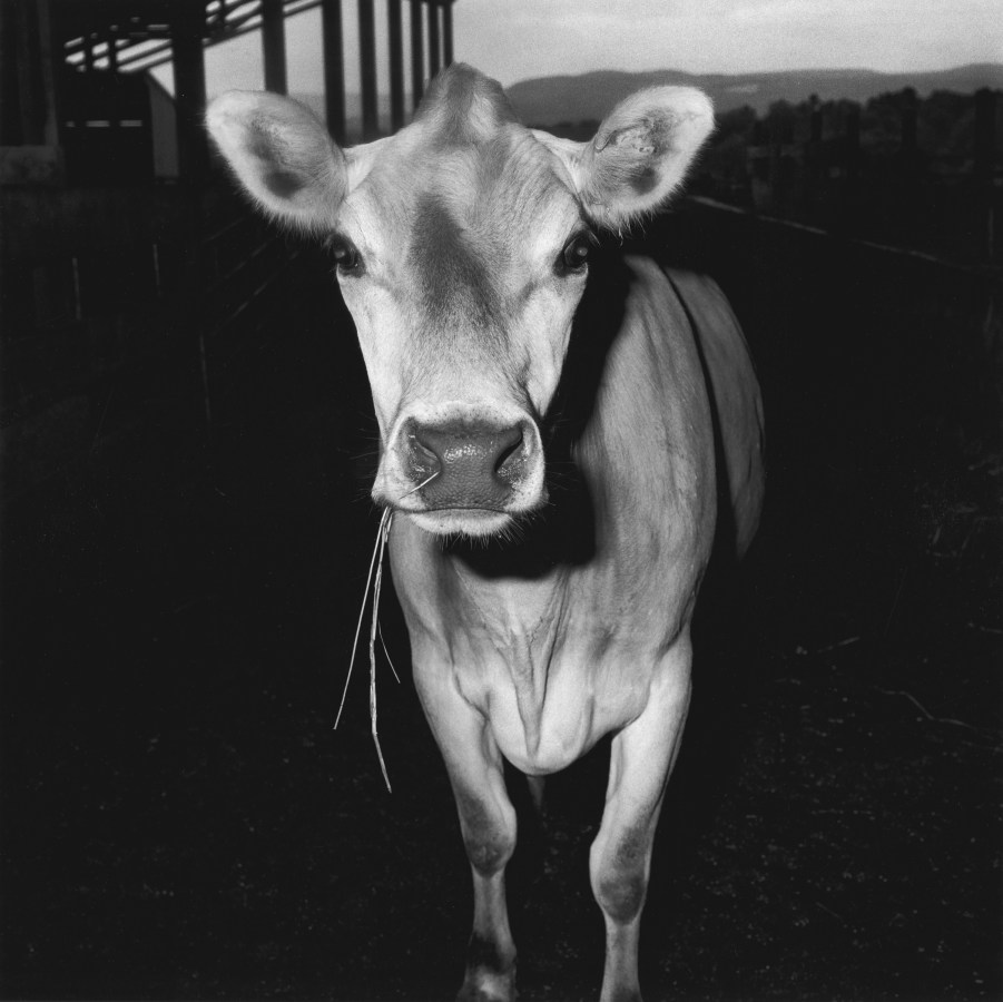 Black and white photograph of a cow with hay coming out of its mouth