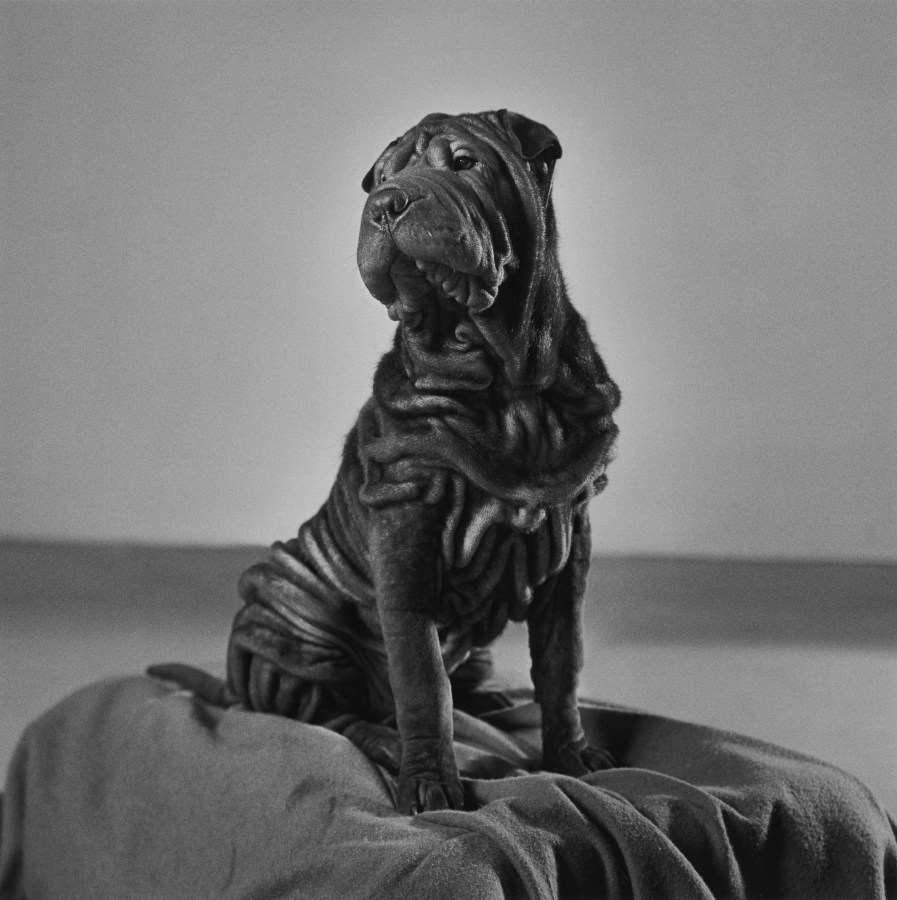 Black and white photograph of a dog seated on a cushion