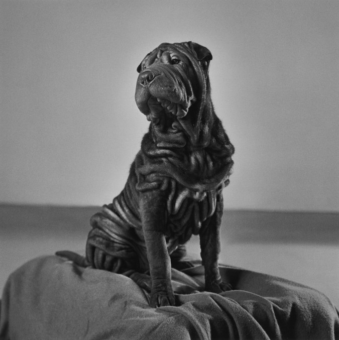 Black and white photograph of a dog seated on a cushion