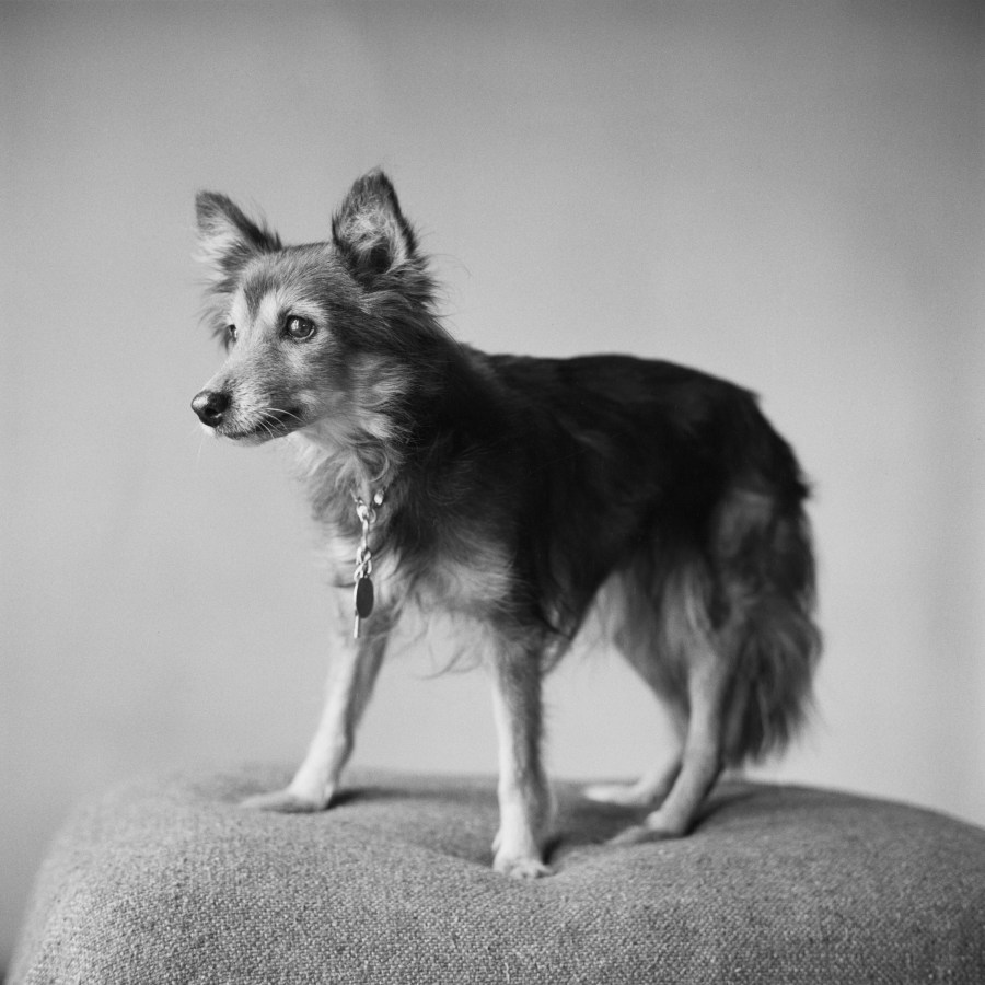 Black and white photograph of a dog on a cushion