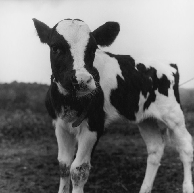 Black and white photograph of a calf on a farm