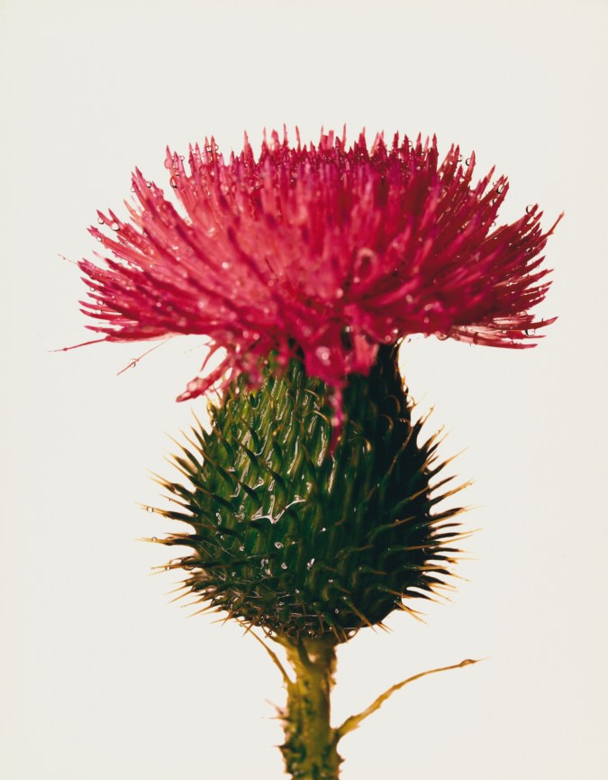 Photograph of a single green and pink thistle against a white background.