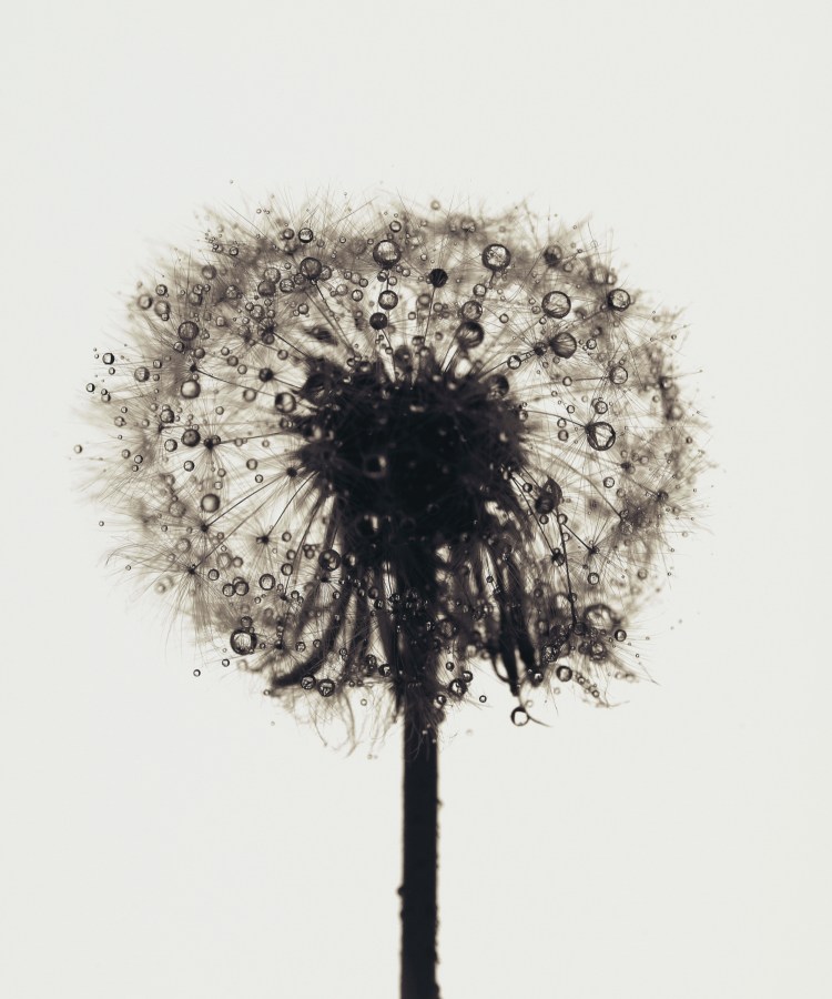 Photograph of a silhouetted dandelion, covered with water droplets, against a white background.
