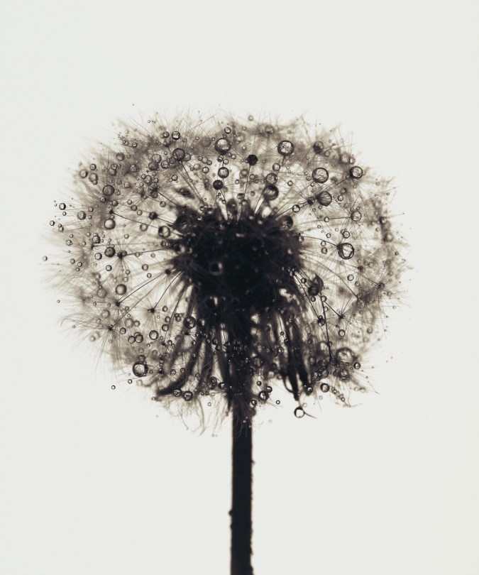 Photograph of a silhouetted dandelion, covered with water droplets, against a white background.