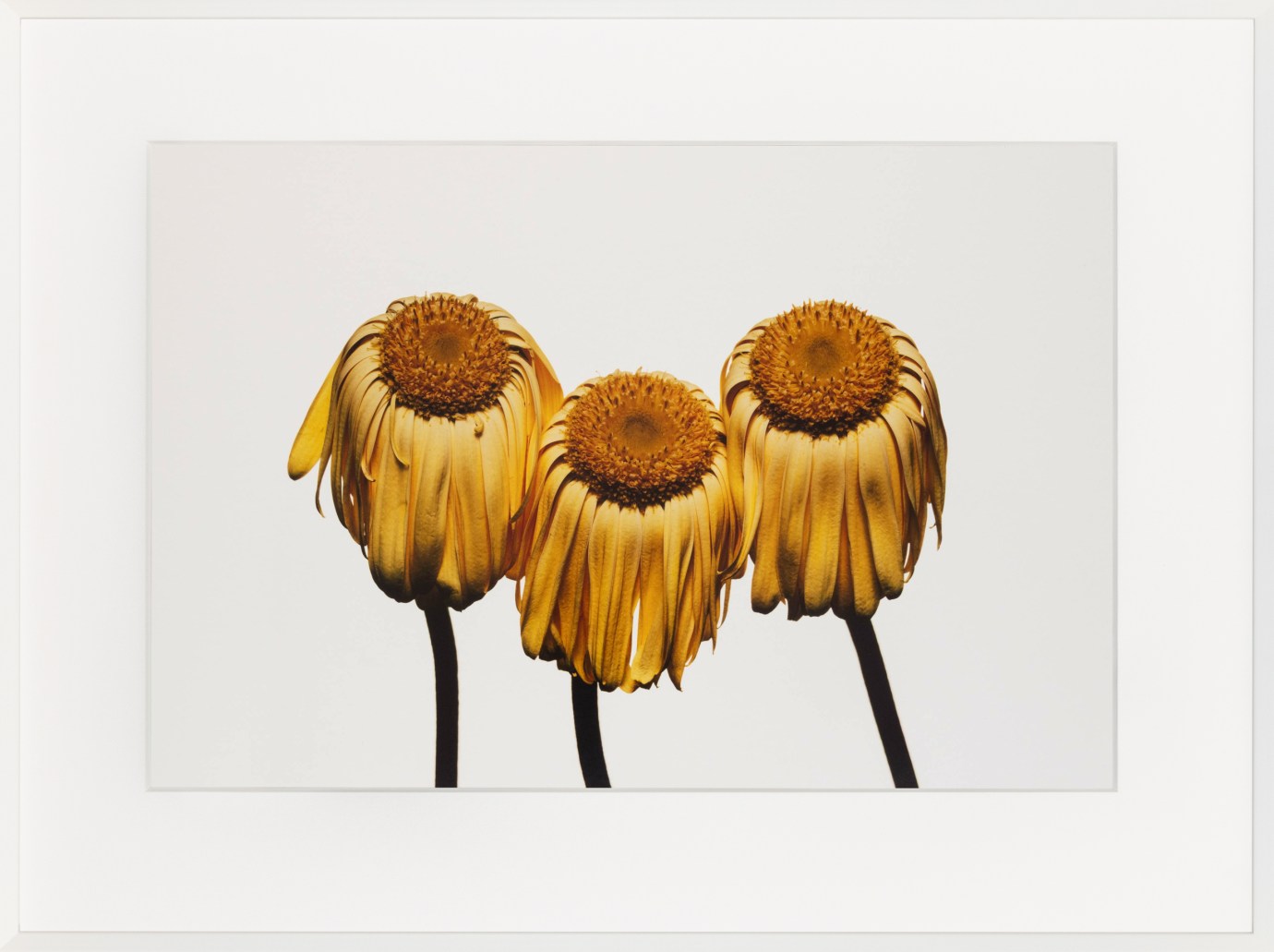 A color photograph of three yellow daisies matted and framed in white