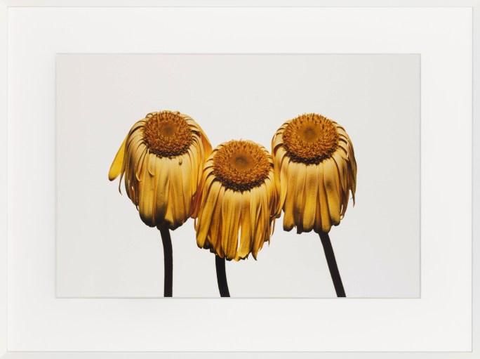 A color photograph of three yellow daisies matted and framed in white