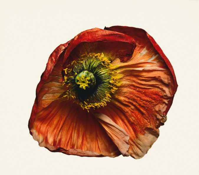 Photograph of a red poppy flower against a white background.