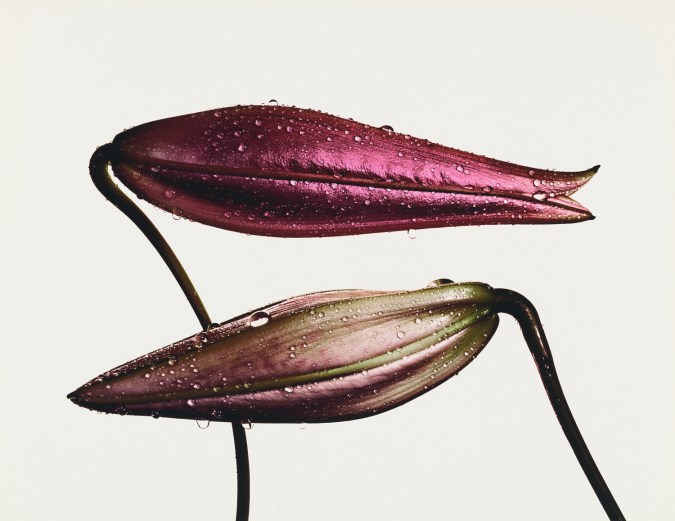 Photograph of a two closed lily buds, covered with droplets of water, against a white background.