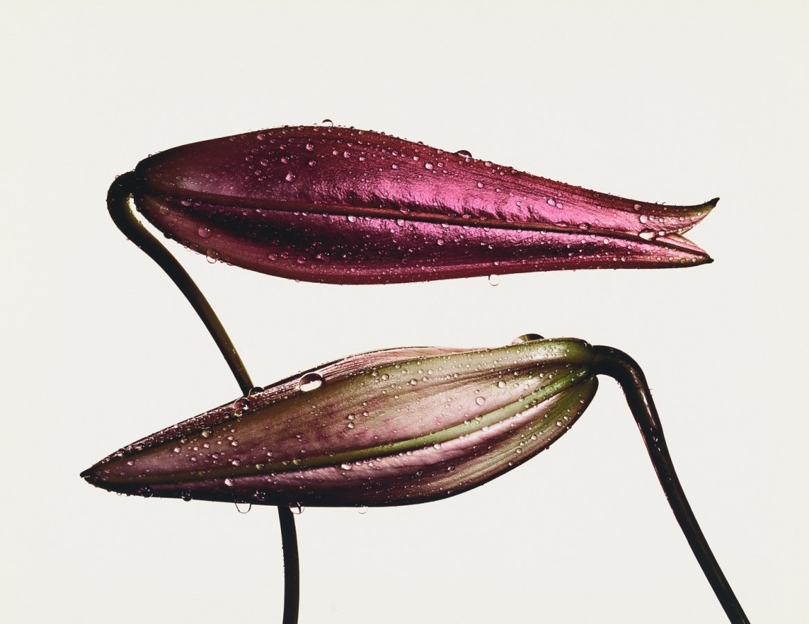 Photograph of a two closed lily buds, covered with droplets of water, against a white background.