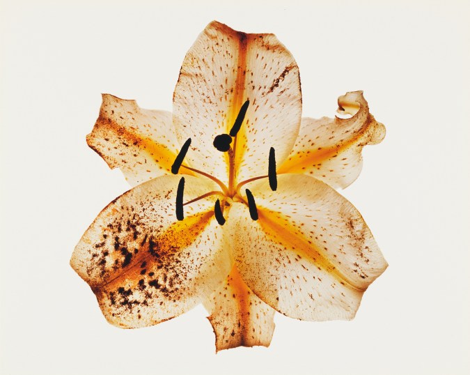 Photograph of a pale orange lily flower against a white background.