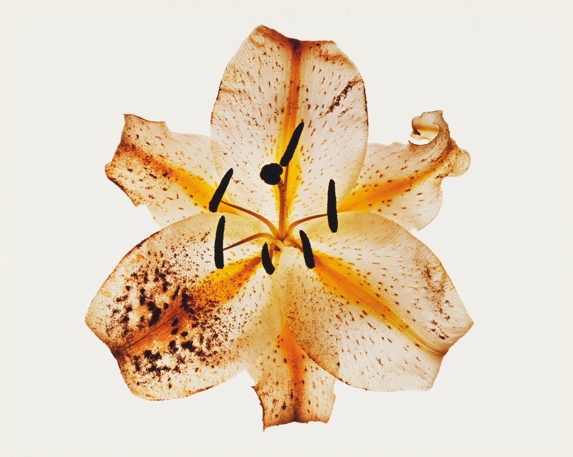 Photograph of a pale orange lily flower against a white background.