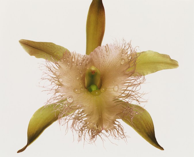 Photograph of an open yellow orchid flower against a white background.