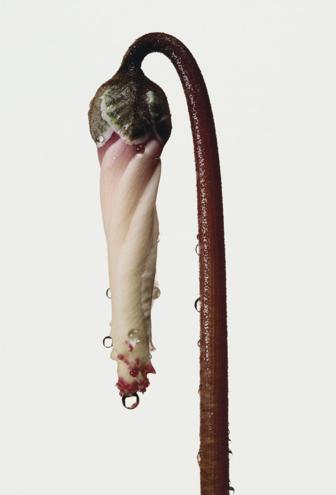 Photograph of a single down-turned cyclamen bud, covered with water droplets, against a white background.