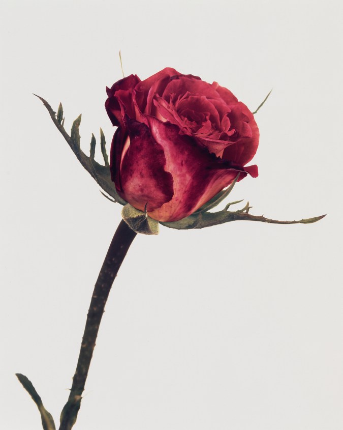 Photograph of a single red rose against a white background.