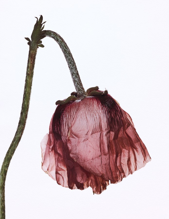 Photograph of a single faded red poppy flower with a down-turned bud against a white background.