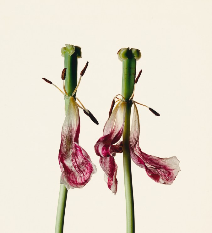 Photograph of a two tulip stamens, with faded and dropping petals, against a white background.