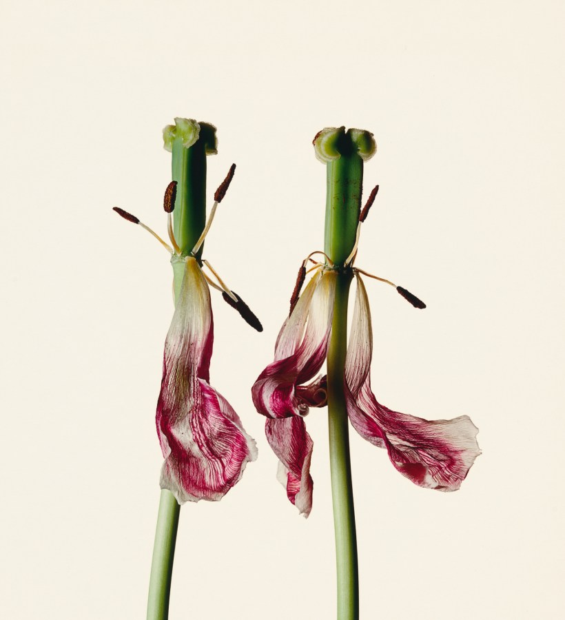 Photograph of a two tulip stamens, with faded and dropping petals, against a white background.