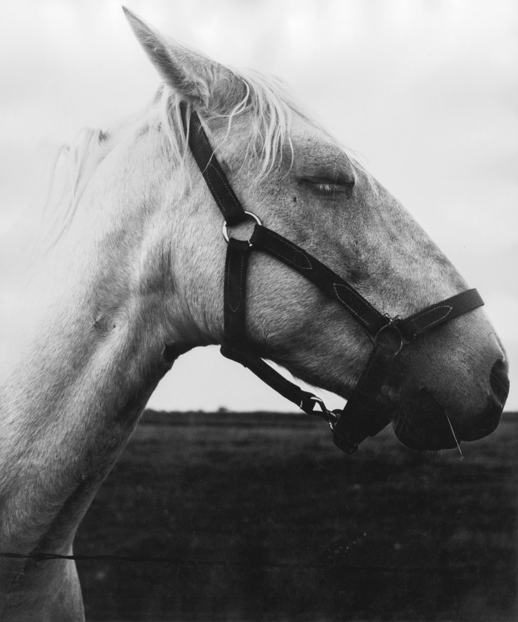 Black and white photograph of a horse with a harness on and eyes closed