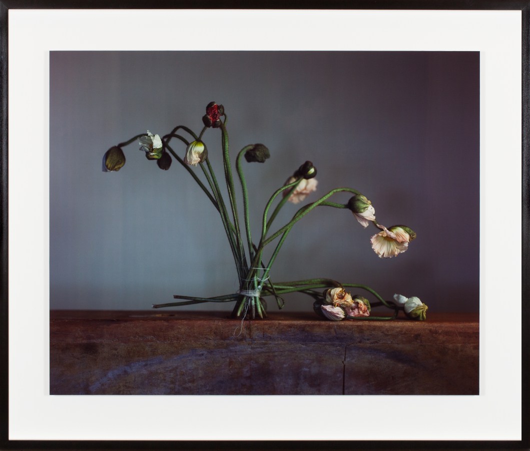 Color photograph of several decaying flowers tied together with fishing wire framed in black