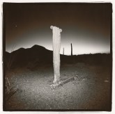 Black-and-white square photograph at night of a thick cactus stem topped with two small round offshoots in front of a silhouetted mountain and glowing horizon