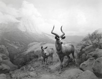 Black and white photograph of a mountainside diorama with two antelopes