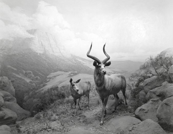 Black and white photograph of a mountainside diorama with two antelopes