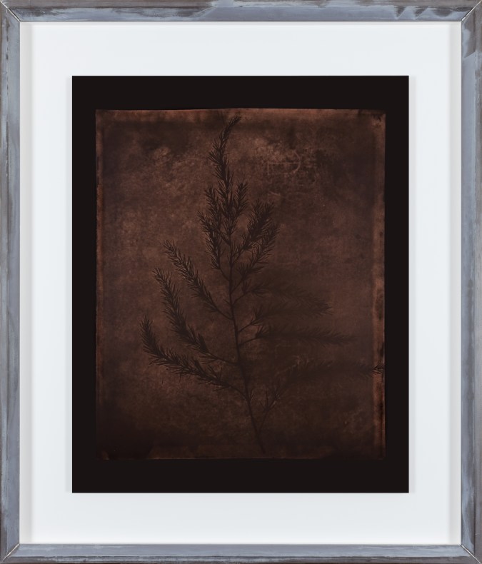 Color photograph of sepia toned leaves of asparagus on a black background in an aluminum frame